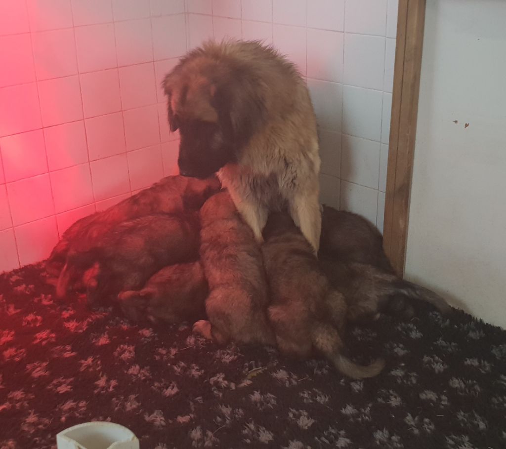 De L'Oree Des Forets Des Landes - nouvelle vidéo: les chiots ont 6 semaines