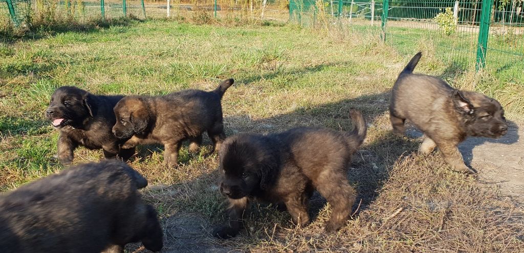 De L'Oree Des Forets Des Landes - Les chiots ont 6 semaines