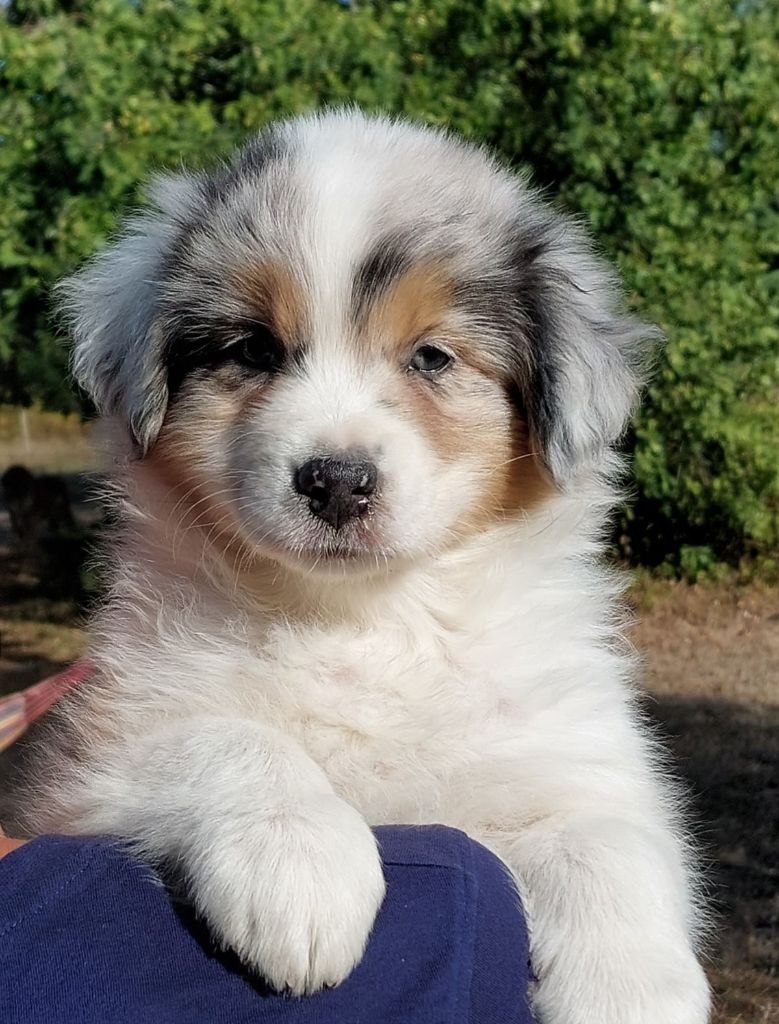 chiot Berger Australien De L'Oree Des Forets Des Landes