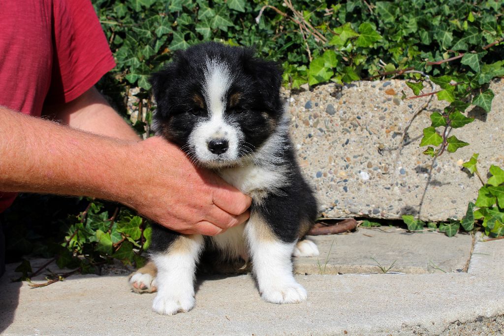 De L'Oree Des Forets Des Landes - Berger Australien - Portée née le 01/09/2021